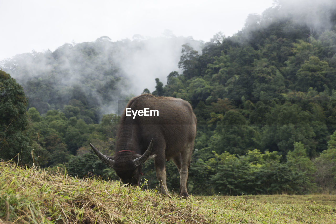 Buffalo grazing on field