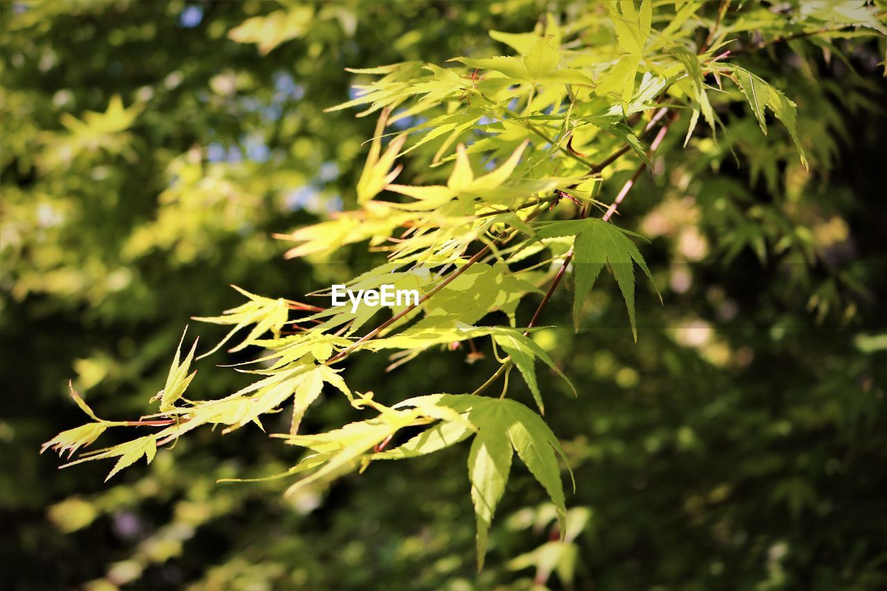 Close-up of green maple leaves on tree