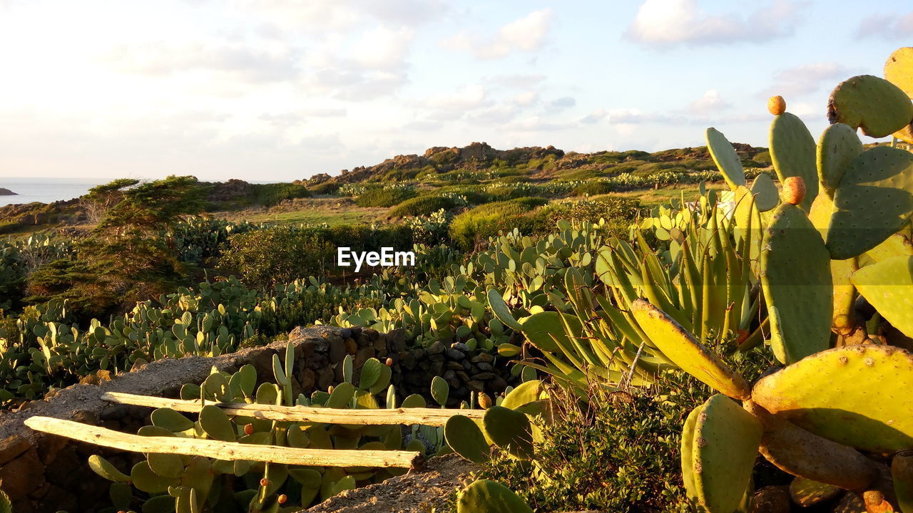 CACTUS PLANTS GROWING ON FIELD