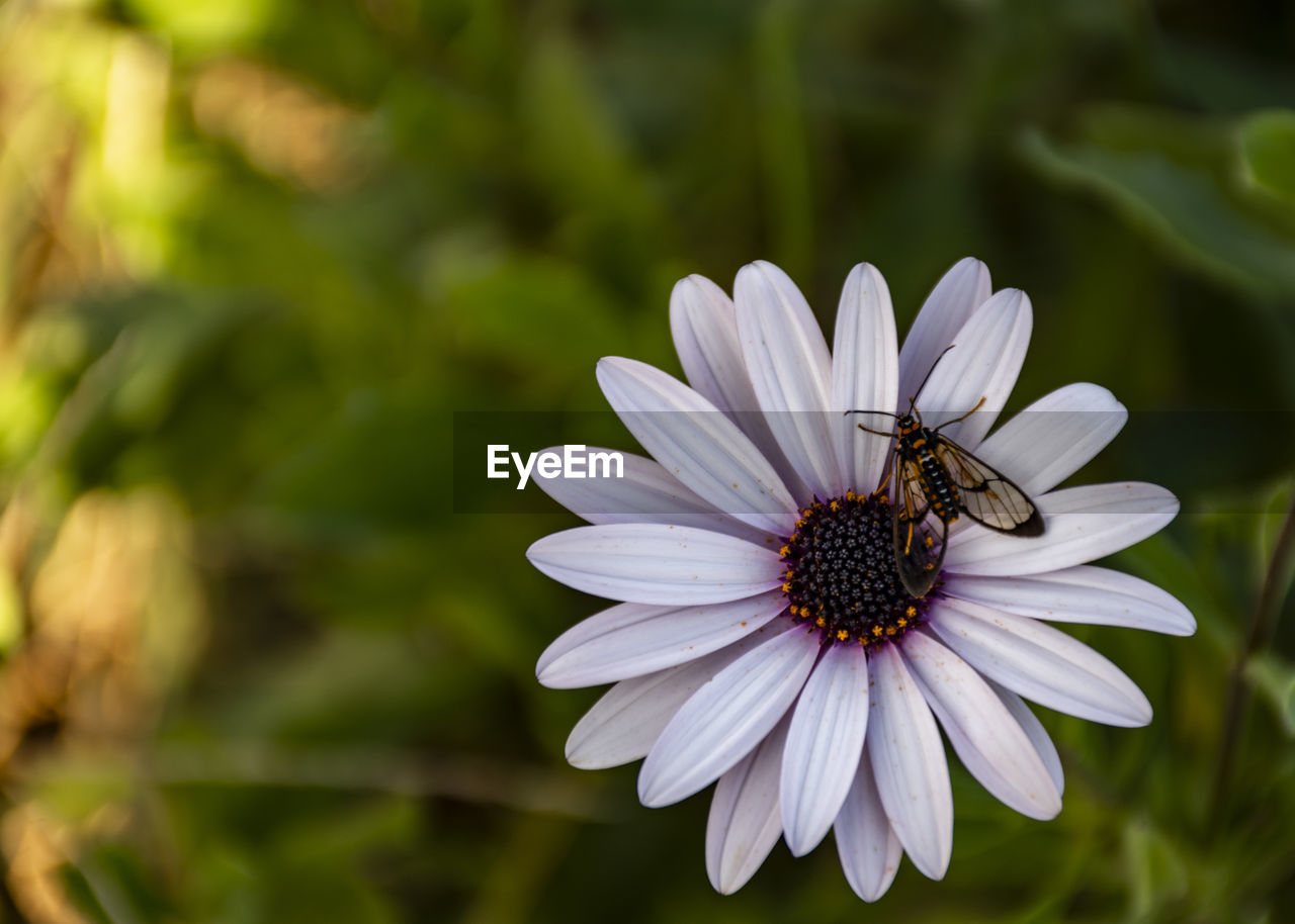 Close-up of bee pollinating flower