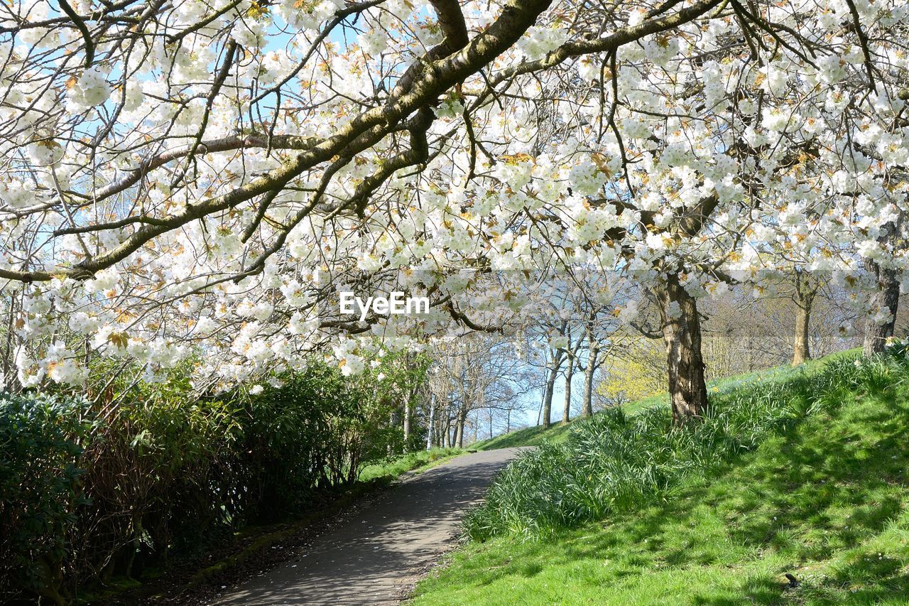 VIEW OF CHERRY BLOSSOM FROM TREE