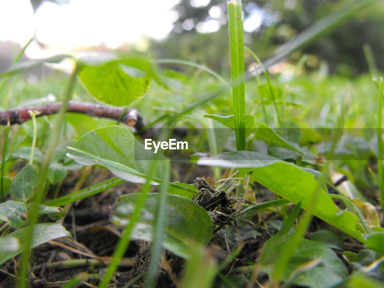 CLOSE-UP OF PLANT GROWING ON FIELD