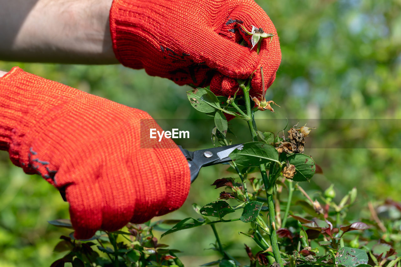 Gardener in red gloves makes pruning with pruning shears faded roses flowers