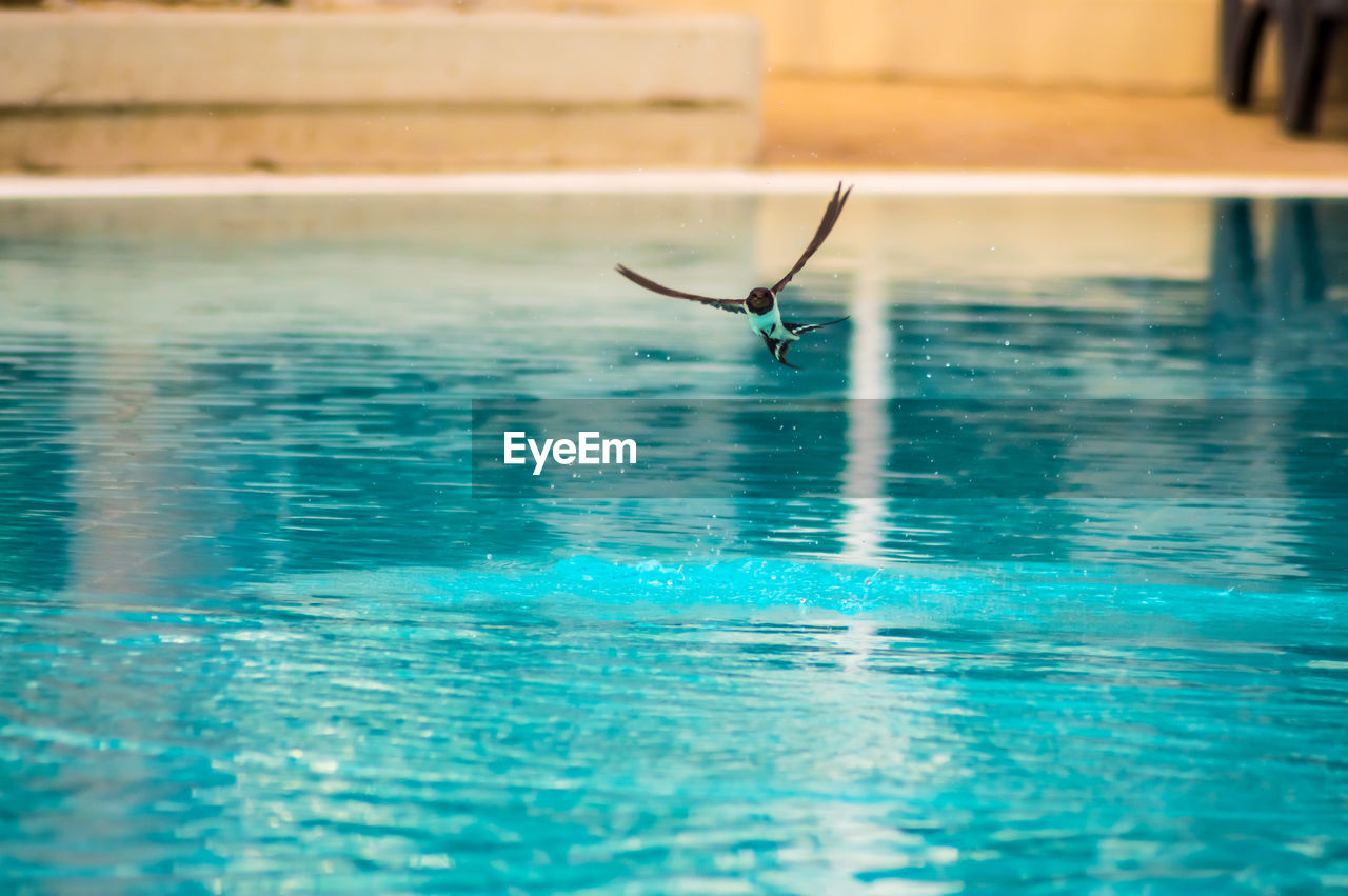 Bird flying in swimming pool