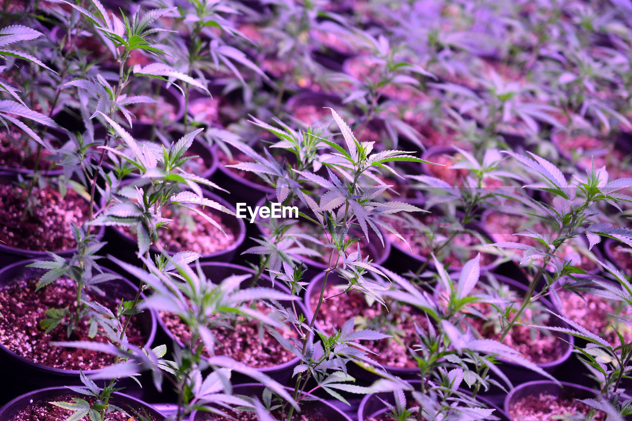 CLOSE-UP OF PURPLE FLOWERING PLANT