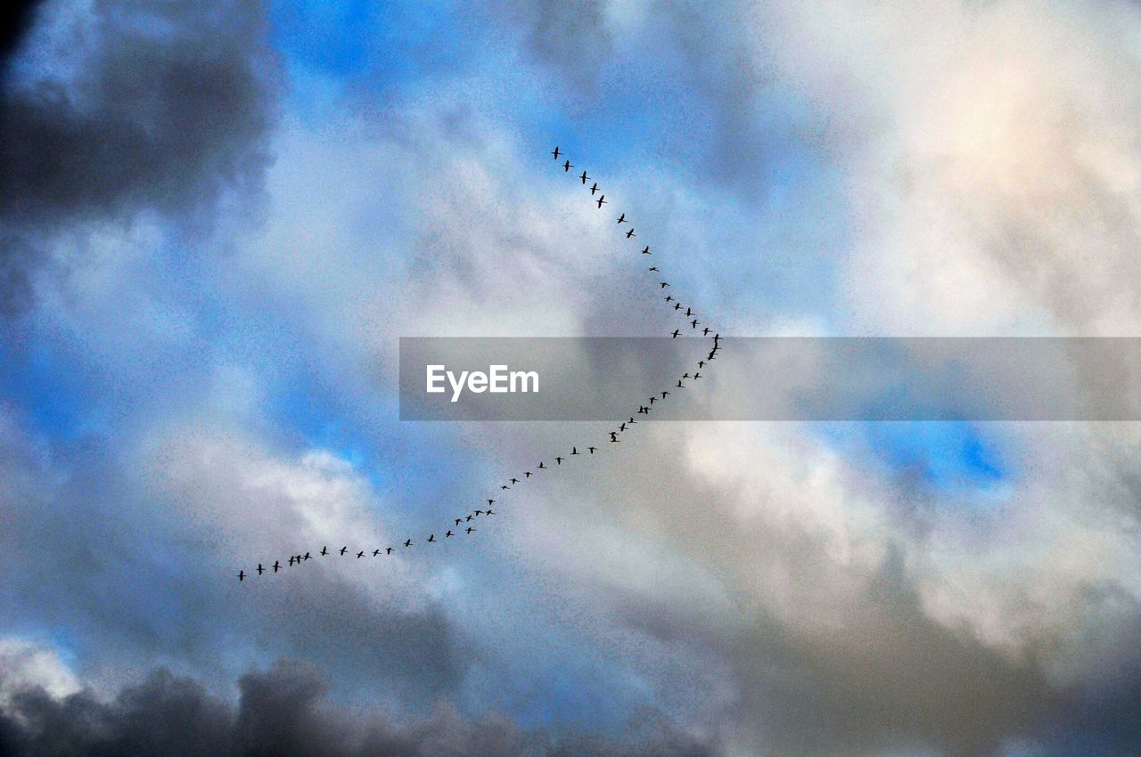 Flock of birds flying in v-formation