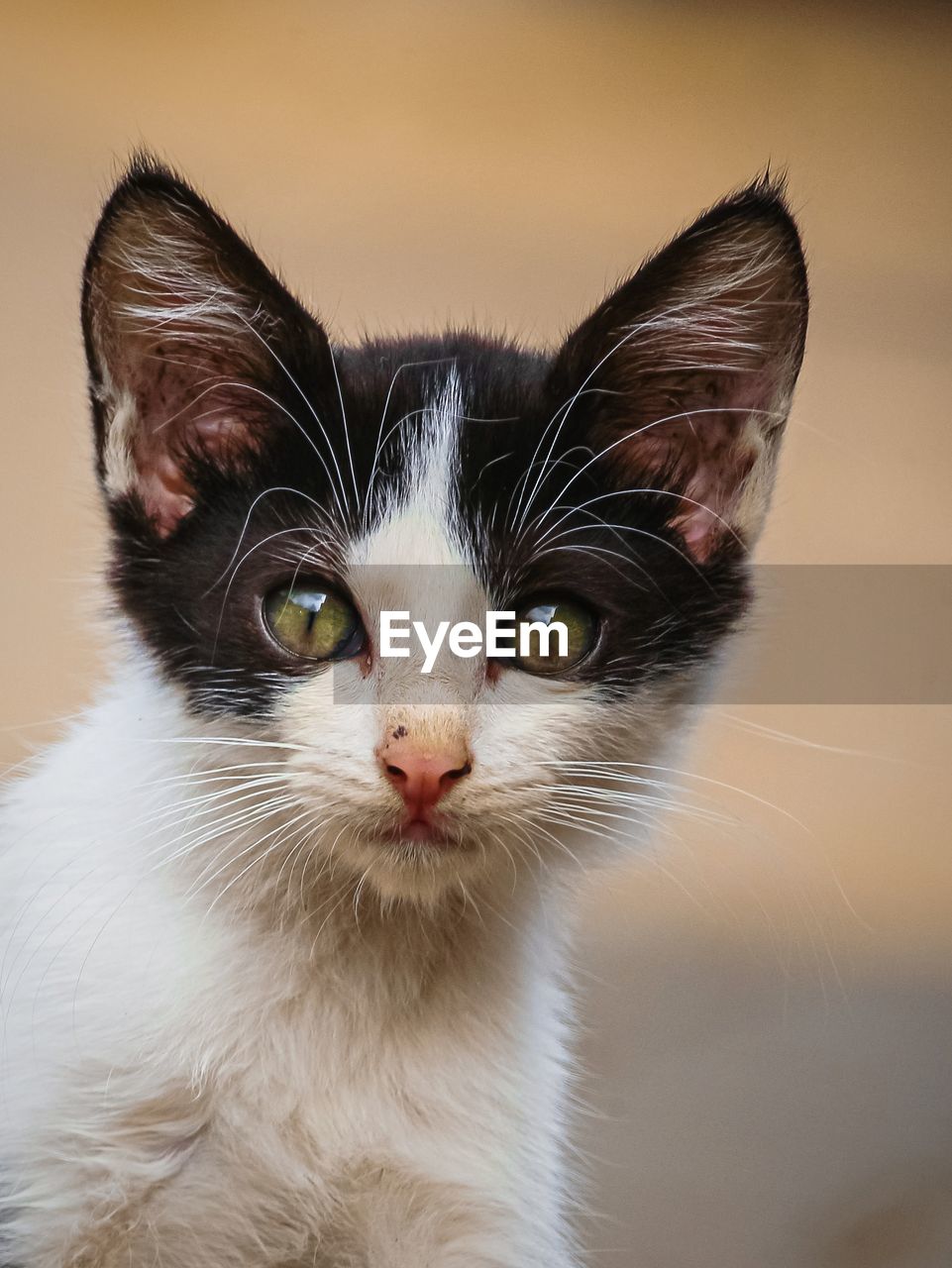 Close-up portrait of cute curios cat