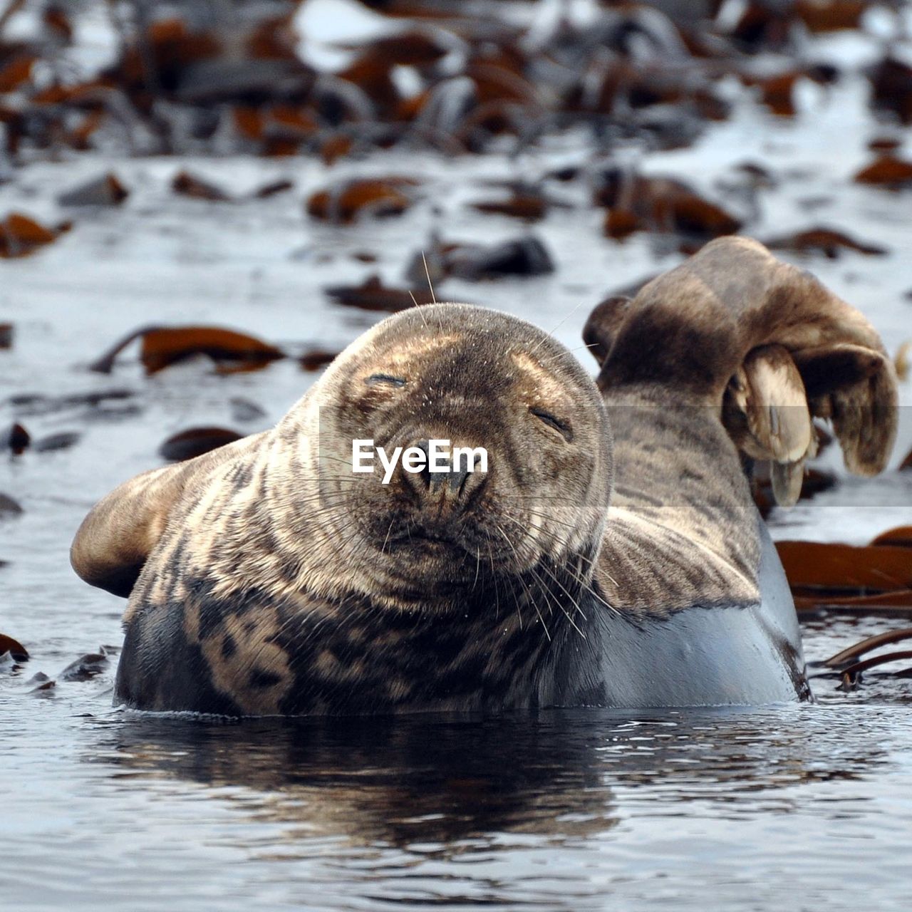 Close-up of cute seal at farne islands