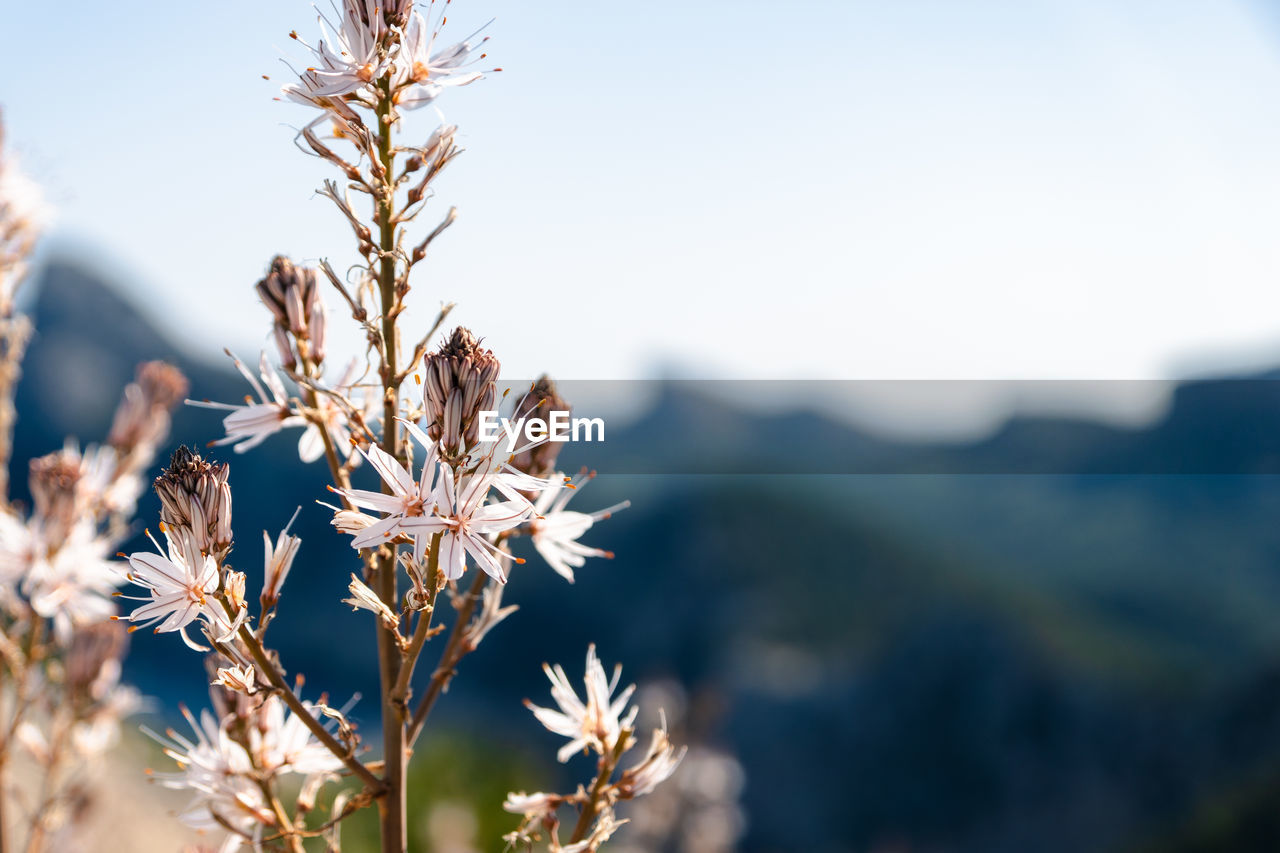 Close-up of cherry blossom against sky