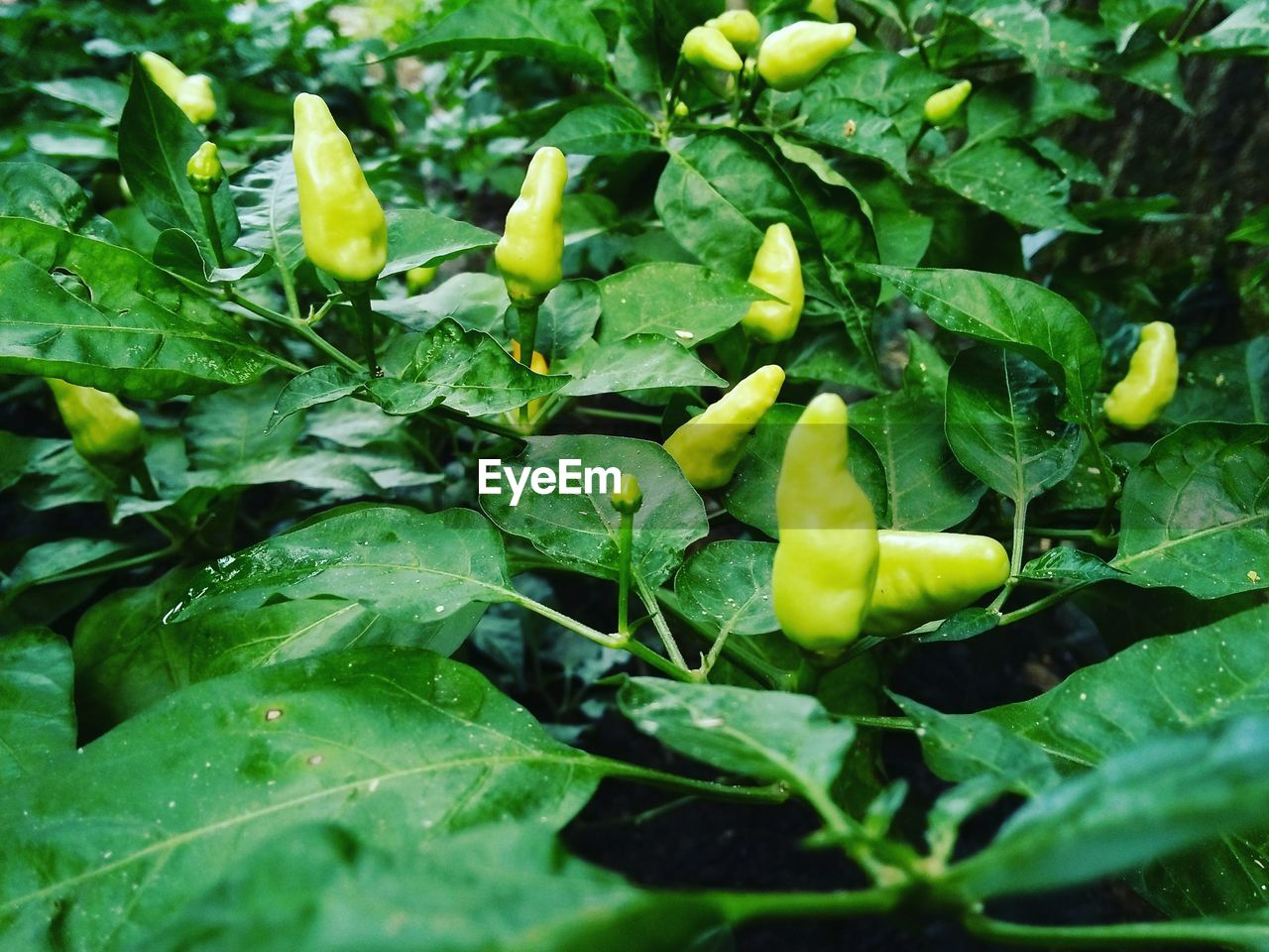 CLOSE-UP OF GREEN PLANT