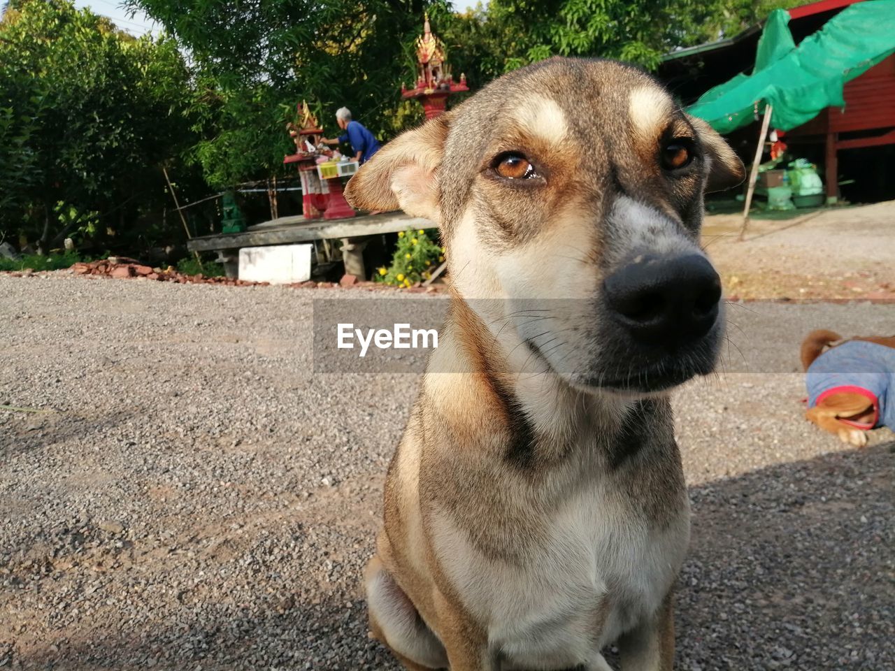 CLOSE-UP PORTRAIT OF DOG LOOKING AWAY