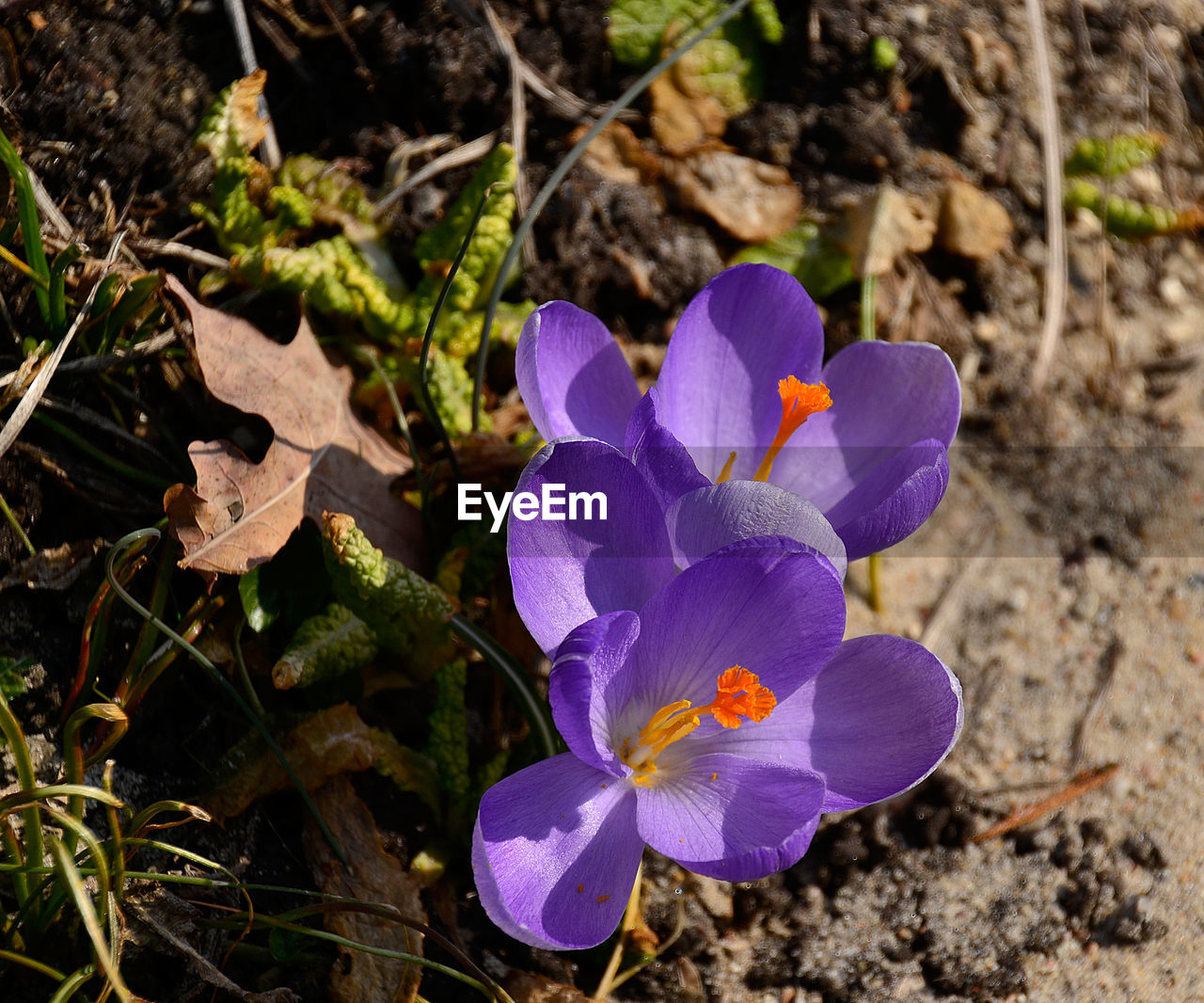 CLOSE-UP OF PURPLE CROCUS FLOWERS GROWING ON FIELD