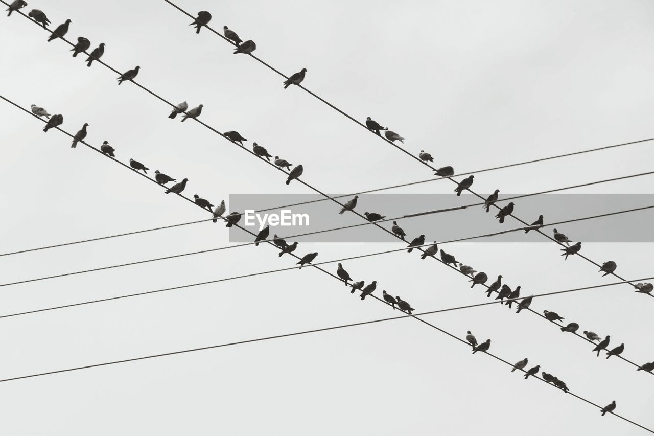 Low angle view of pigeons perching on wire against clear sky