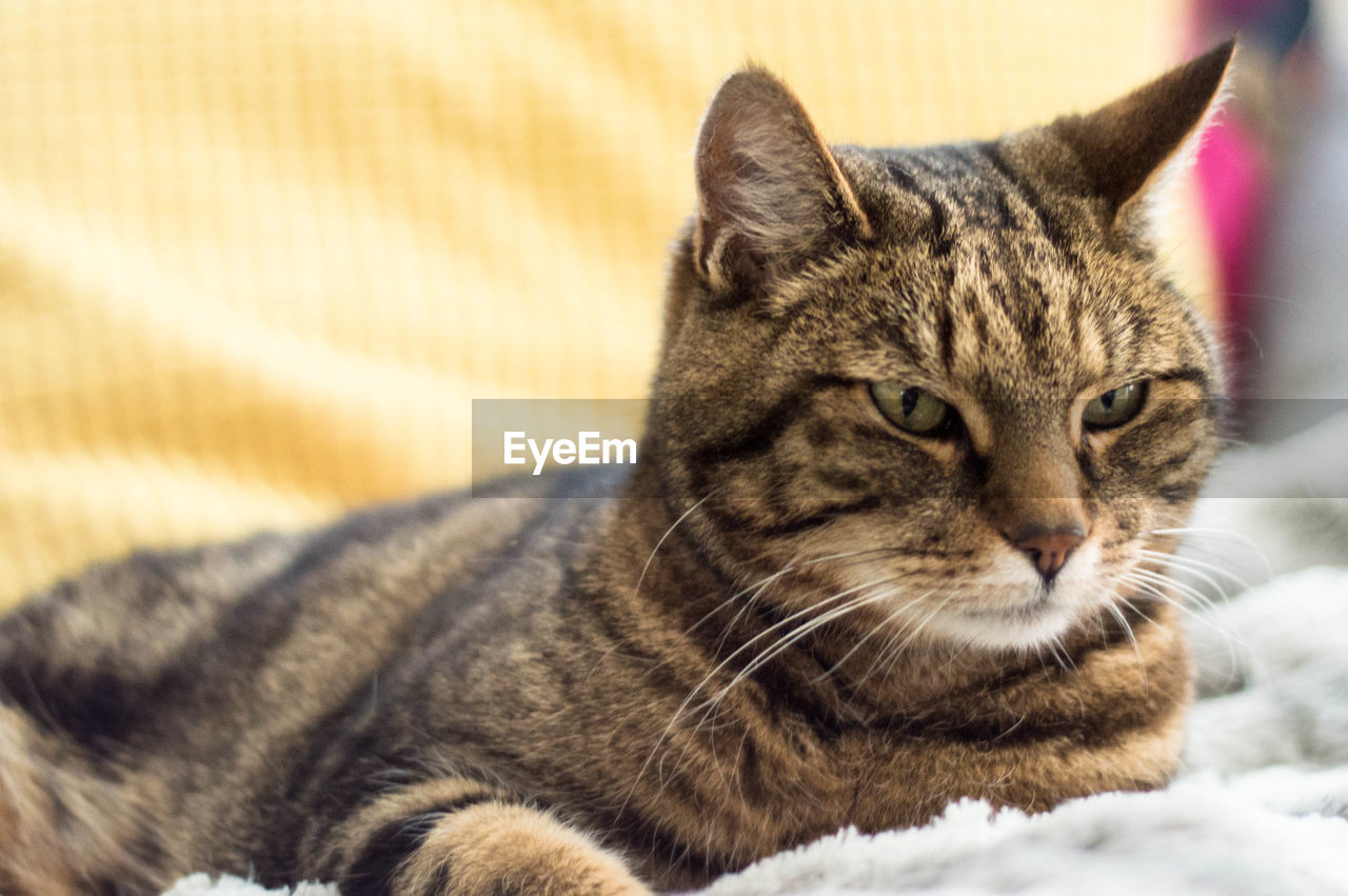 CLOSE-UP PORTRAIT OF CAT RELAXING OUTDOORS