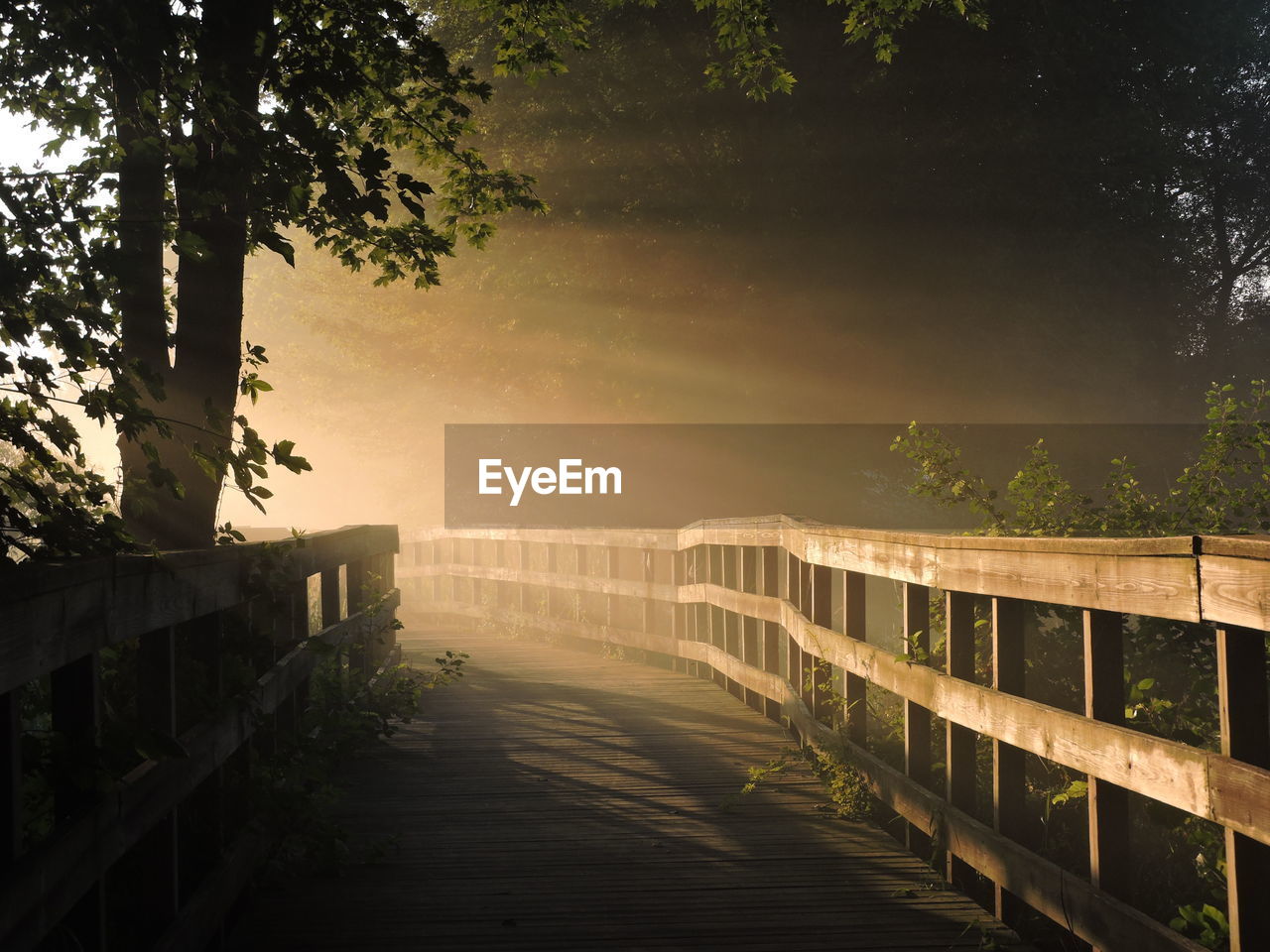 Wooden boardwalk amidst trees in park