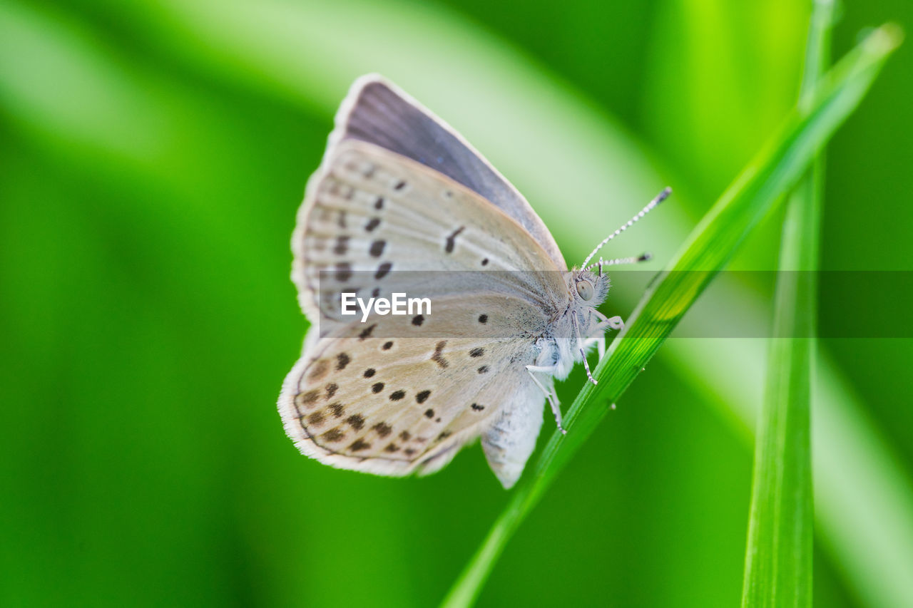 BUTTERFLY ON LEAF