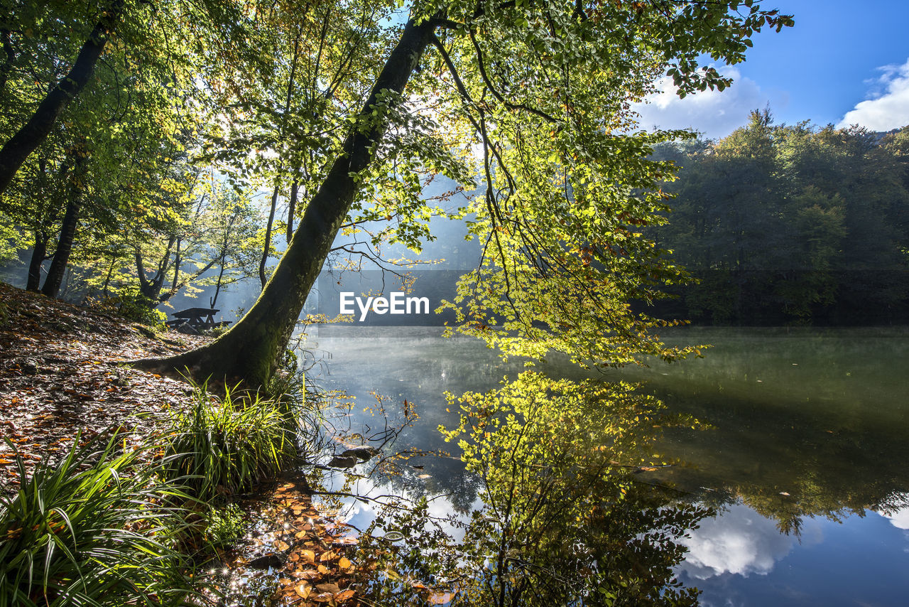 Trees growing by water against sky