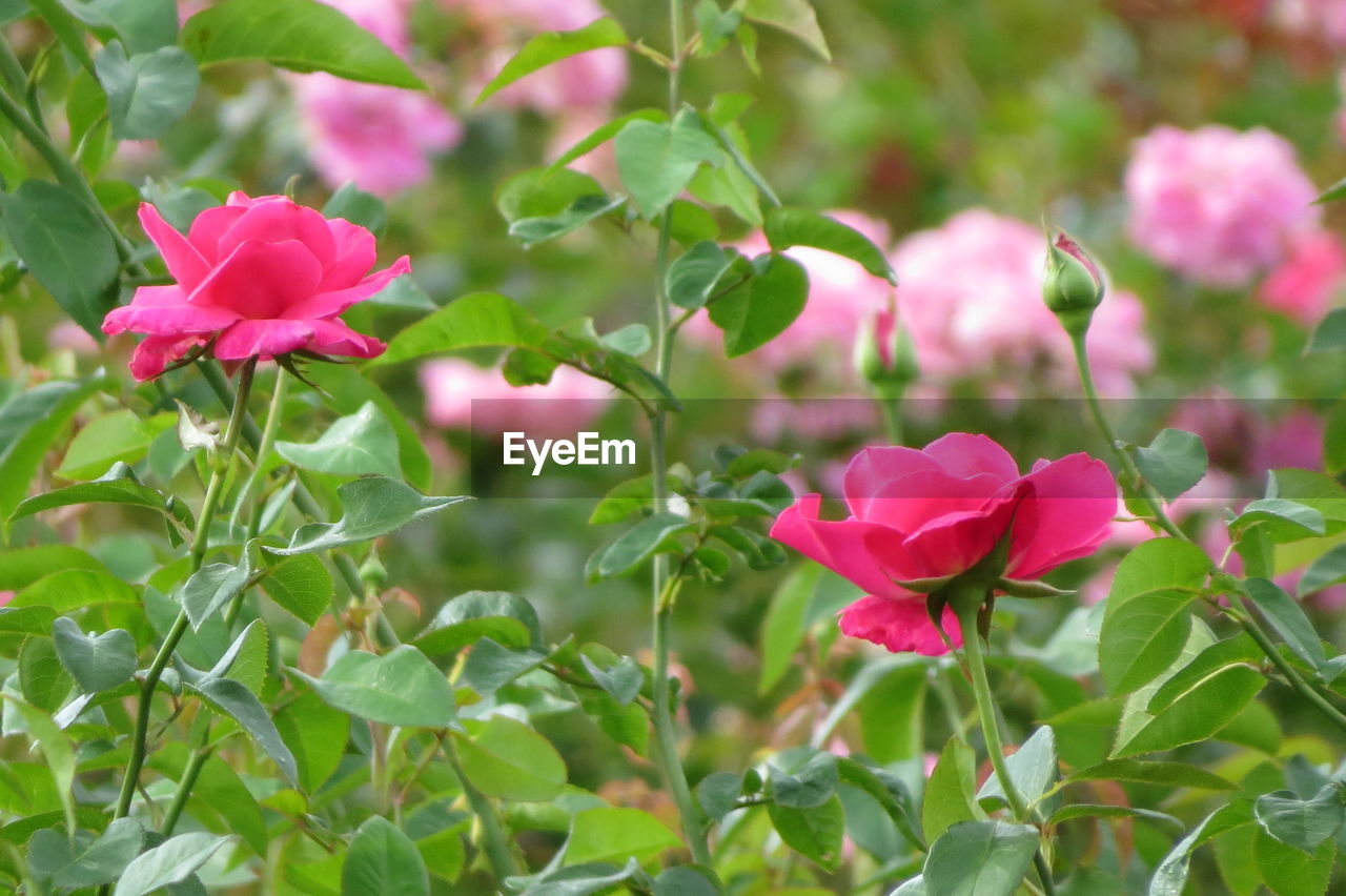 PINK FLOWERS BLOOMING OUTDOORS