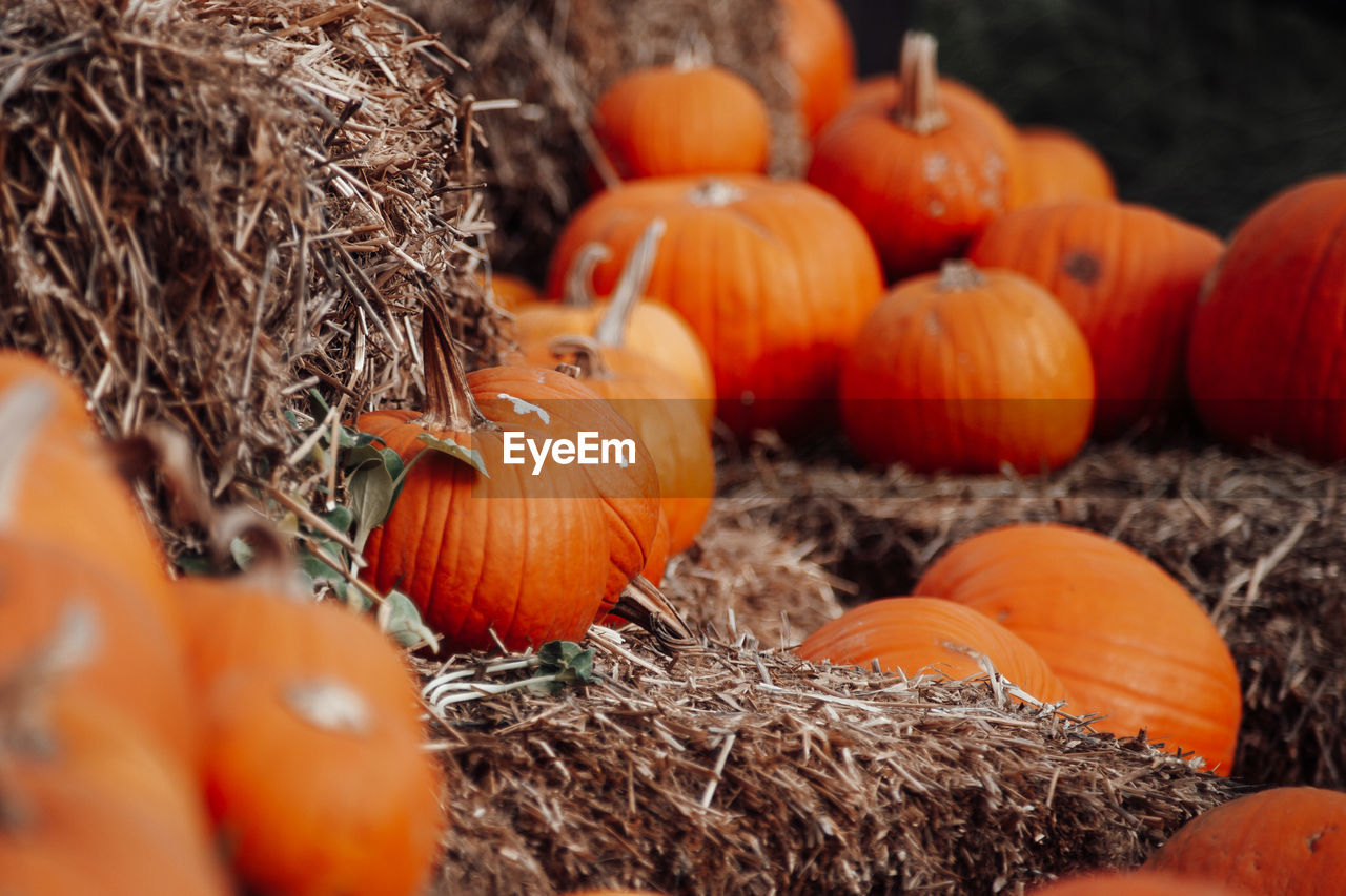 Close-up of pumpkins