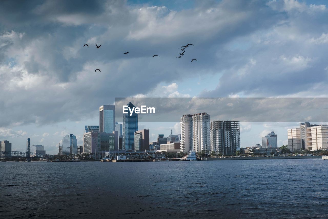 Birds flying over buildings in city