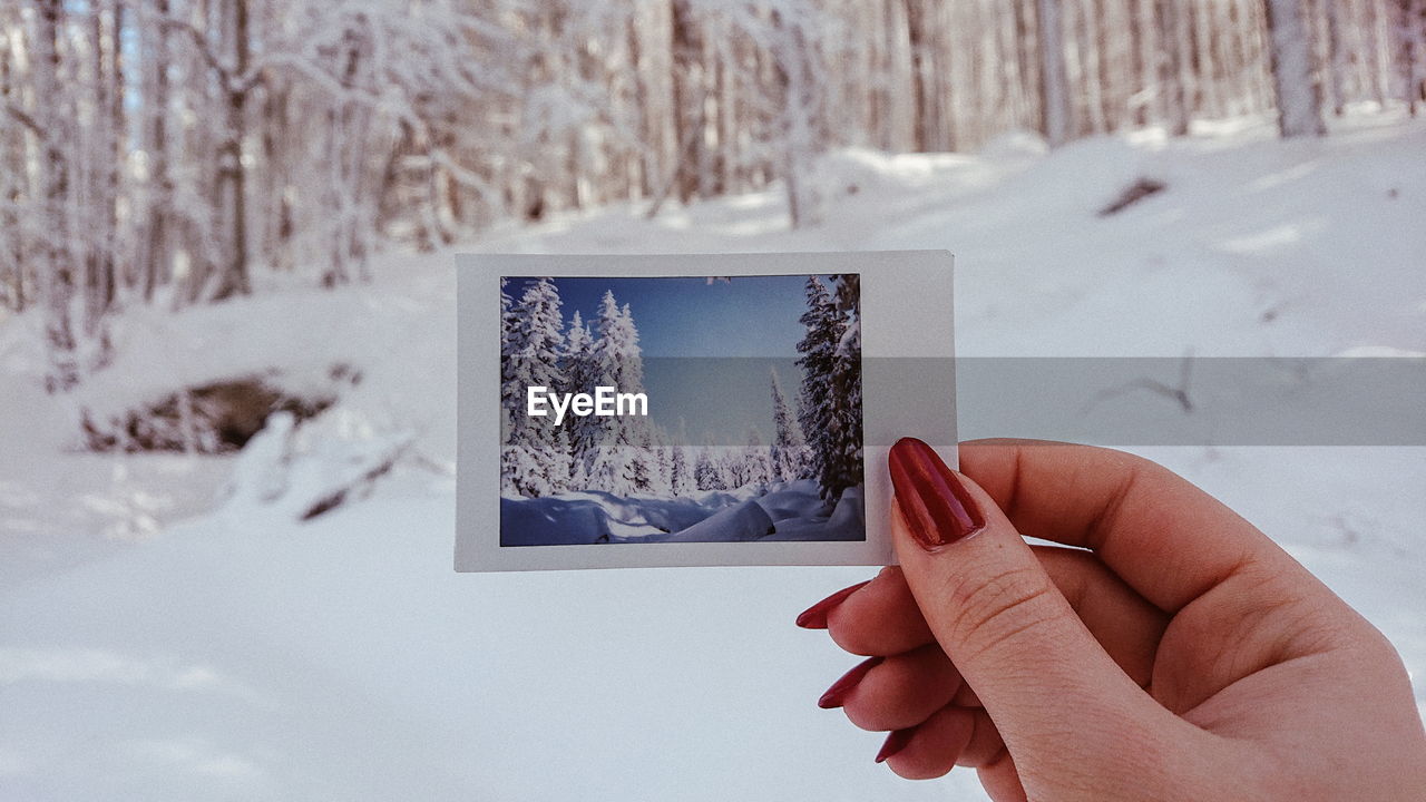 Cropped hand holding photograph with trees during winter