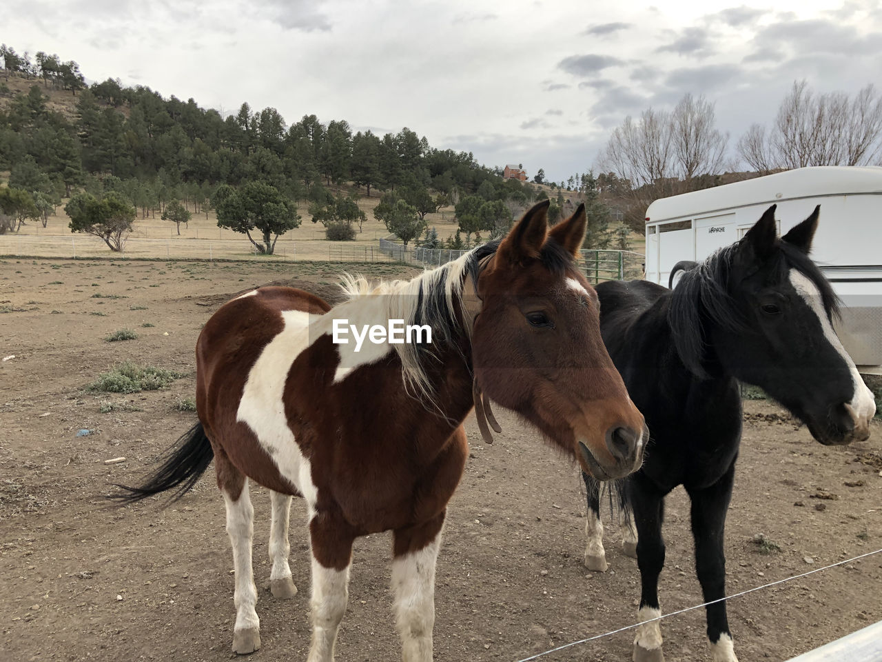 HORSE STANDING IN RANCH