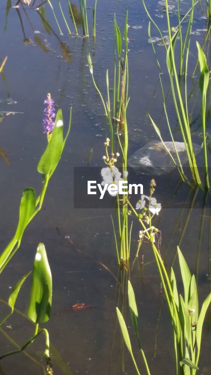 CLOSE-UP OF PLANT FLOATING ON LAKE