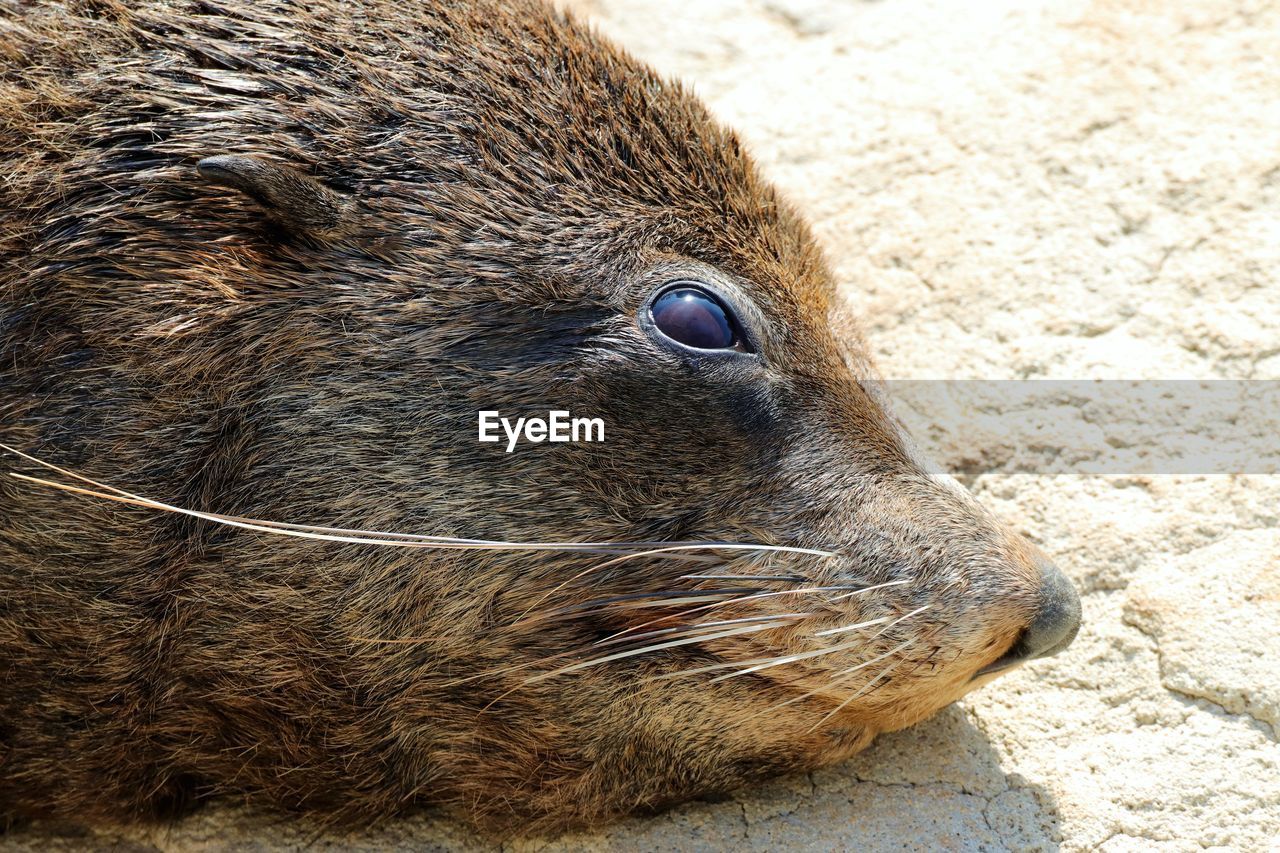 Close-up of an animal
