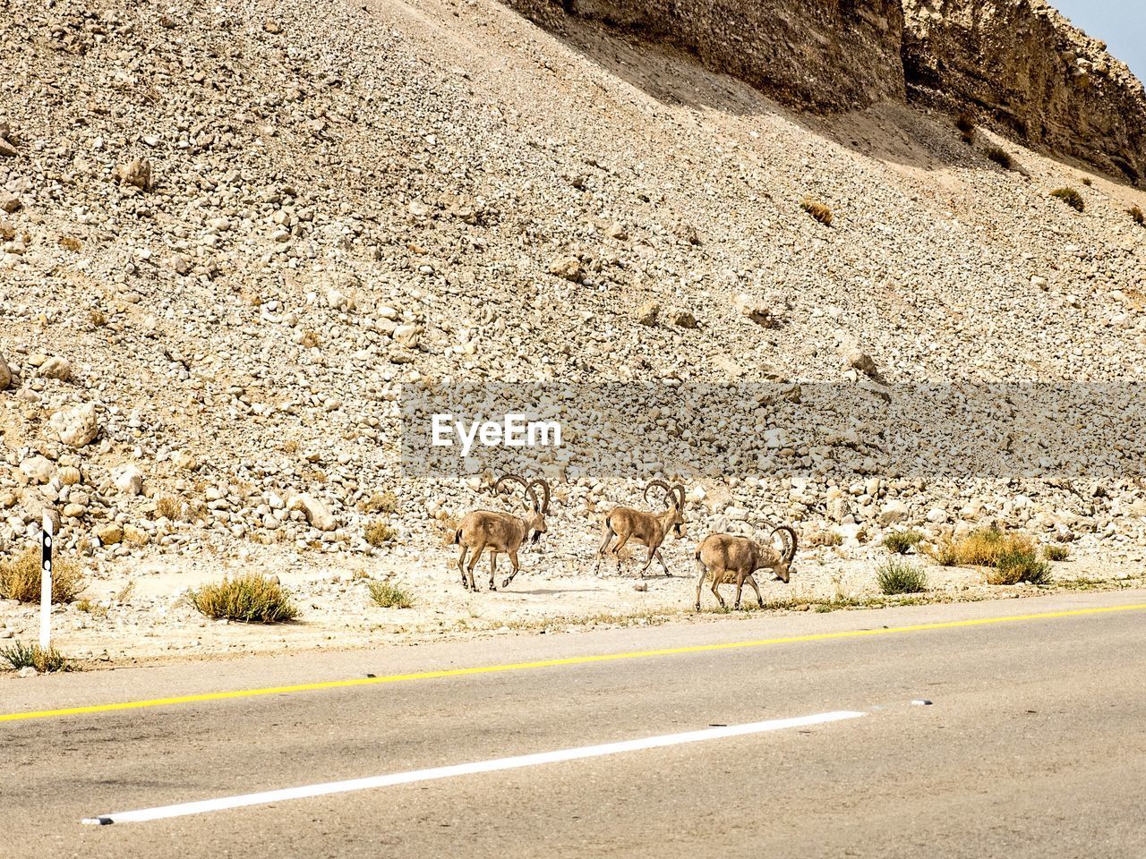 Flock of sheep walking on road