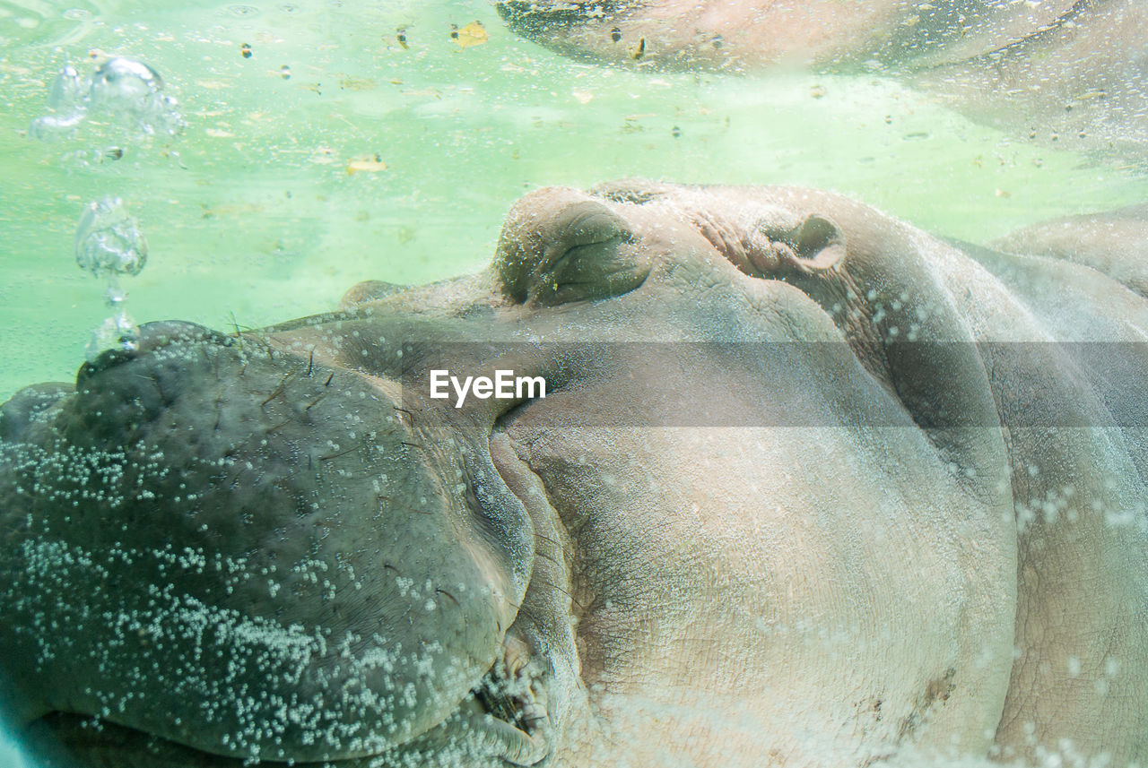 Close-up of hippopotamus swimming underwater