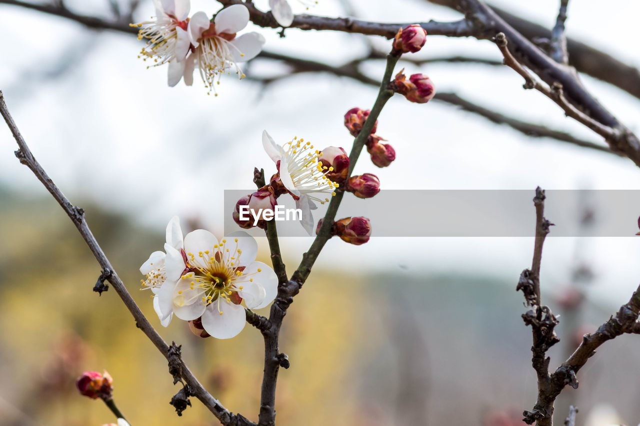 plant, tree, flower, spring, branch, freshness, blossom, beauty in nature, flowering plant, springtime, nature, growth, fruit, fragility, food and drink, food, produce, twig, focus on foreground, close-up, no people, cherry blossom, healthy eating, outdoors, day, pink, fruit tree, macro photography, plum blossom, almond tree, botany, selective focus, tranquility, cherry, flower head, inflorescence, cherry tree, leaf, sky, petal, white