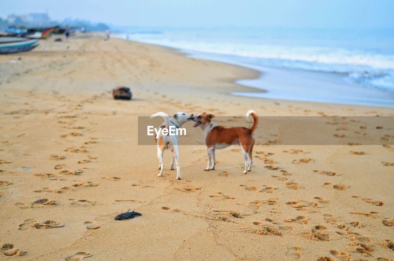 Rear view of dog standing on sand