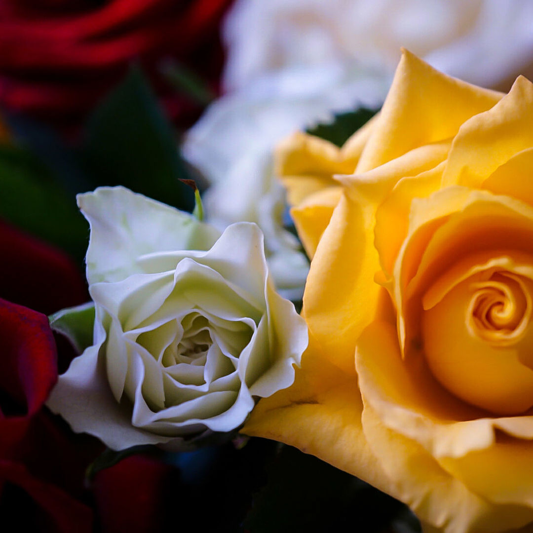 Close-up of flowers