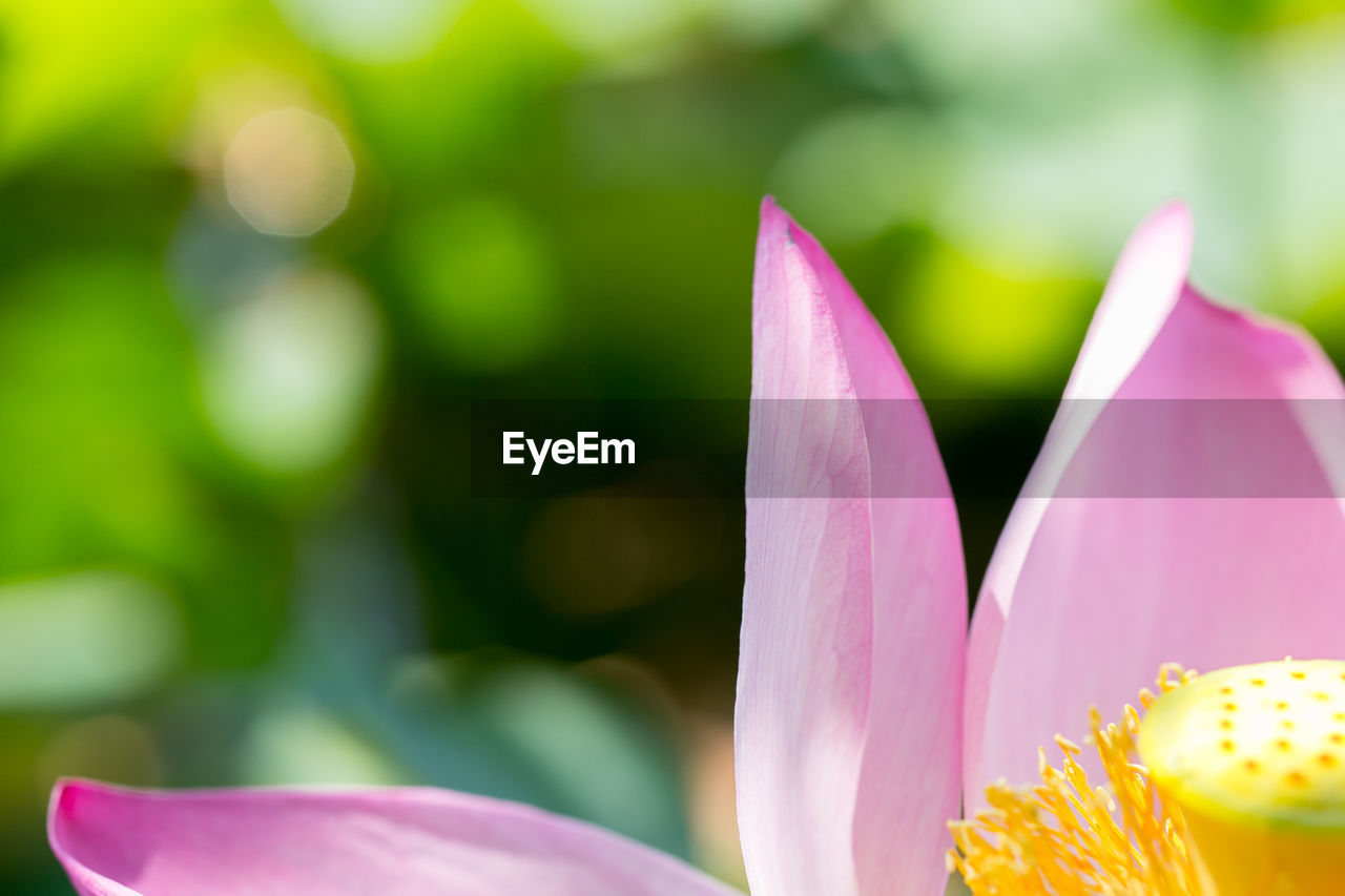 Close-up of pink flowers