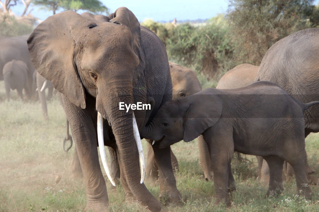 Mother and baby elephant