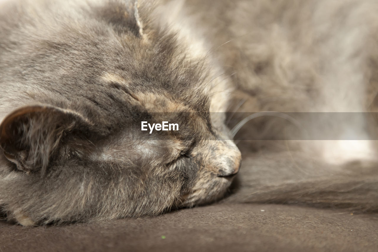 Close up of a sleeping, gray, long haired cat