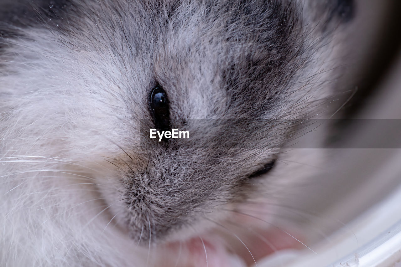 EXTREME CLOSE-UP OF A CAT