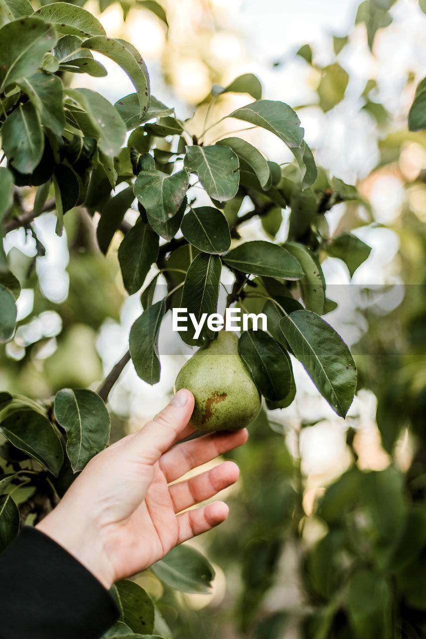 low angle view of hand holding fruit