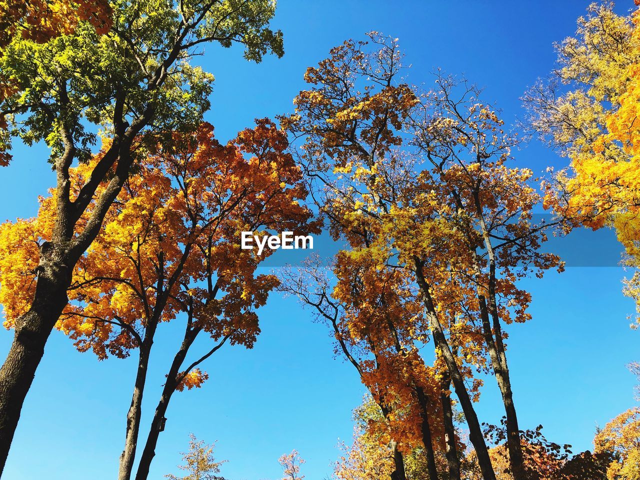 Low angle view of autumnal trees against blue sky