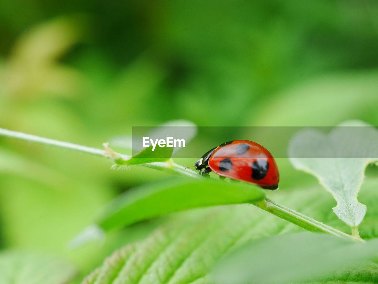 CLOSE-UP OF LADYBUG ON PLANT