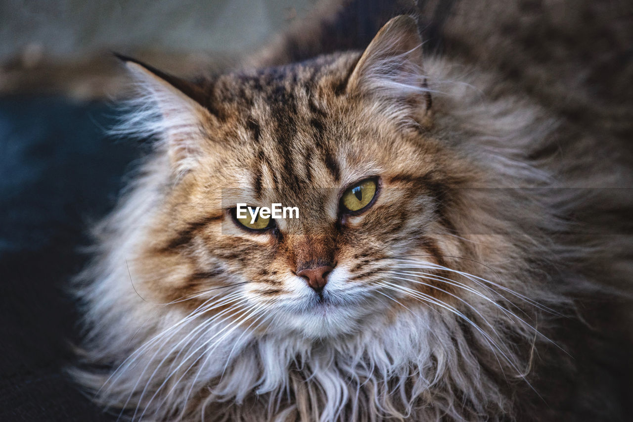 CLOSE-UP PORTRAIT OF CAT BY CROPPED OUTDOORS