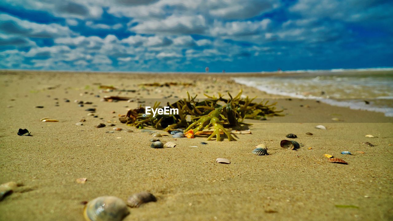 SCENIC VIEW OF BEACH