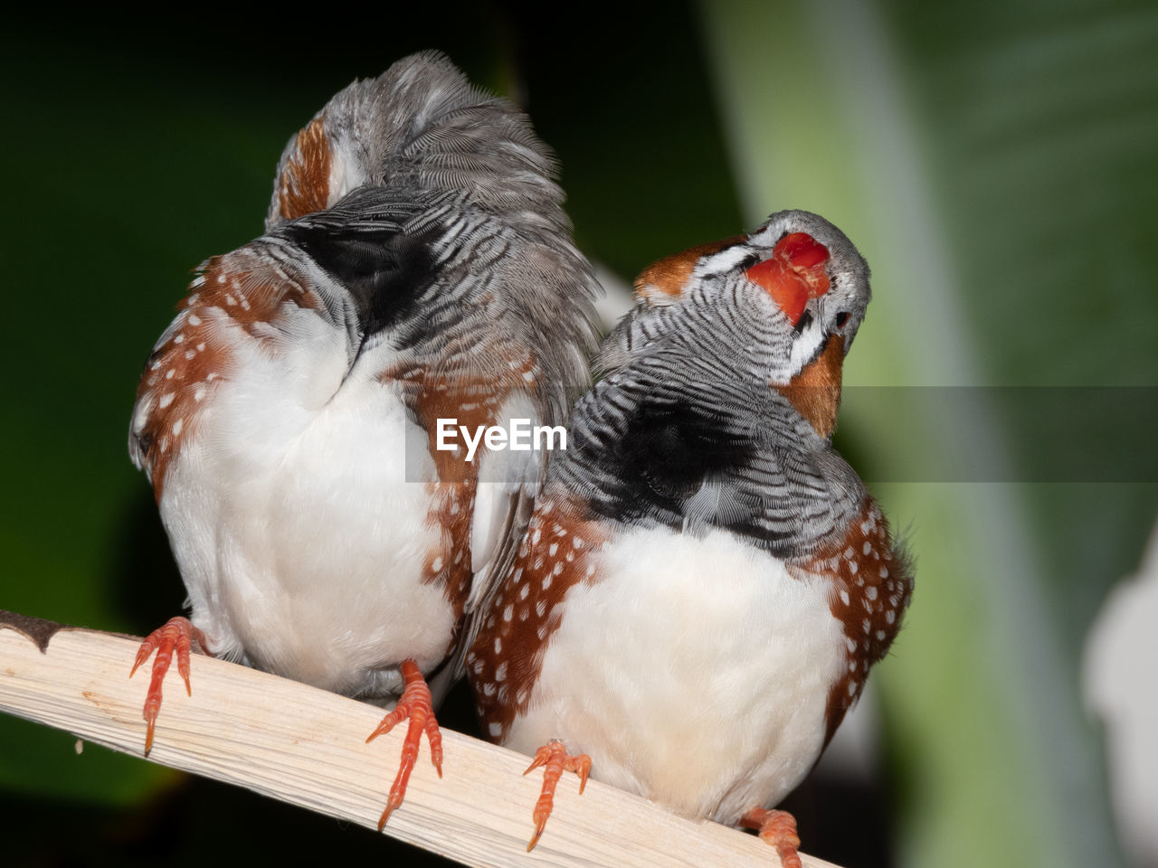 CLOSE-UP OF BIRDS PERCHING ON WOOD OUTDOORS