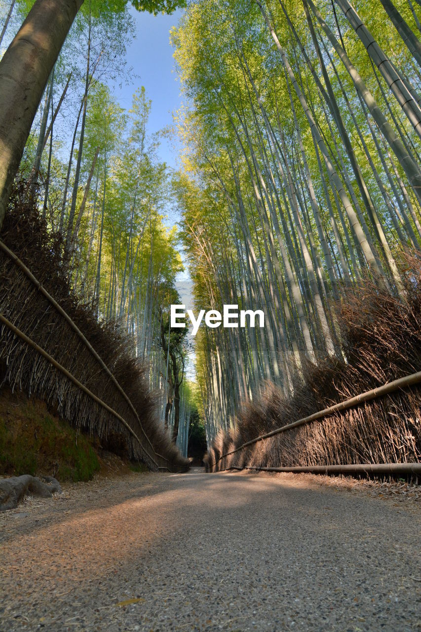 Arashiyama bamboo groove. kyoto. japan