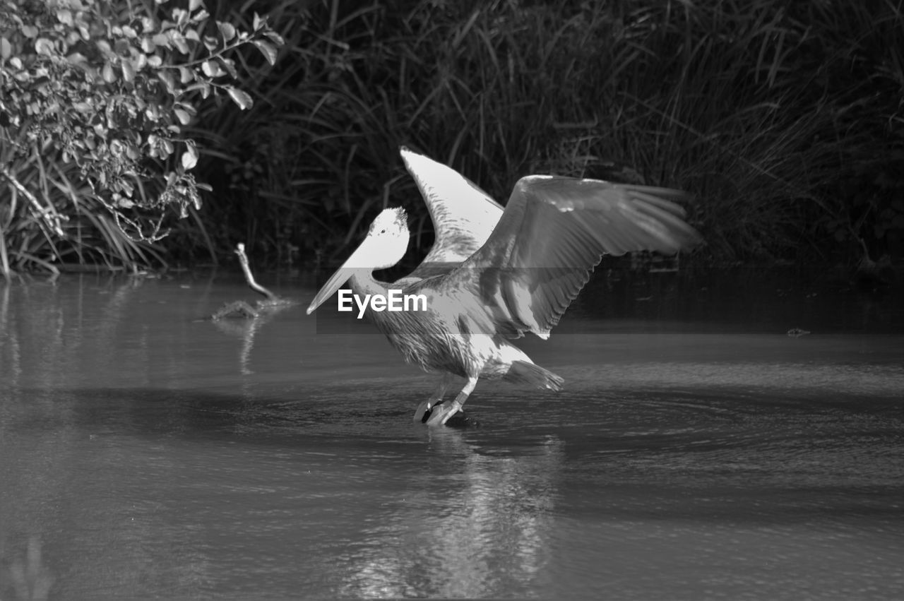 CLOSE-UP OF BIRDS IN LAKE