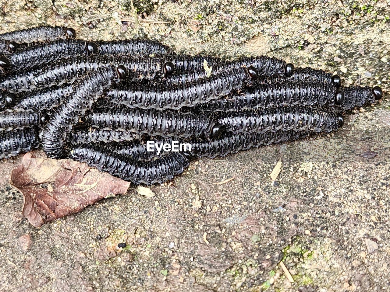 high angle view, land, day, no people, nature, sunlight, outdoors, pattern, reptile, sand, reef, animal, beach, field, close-up