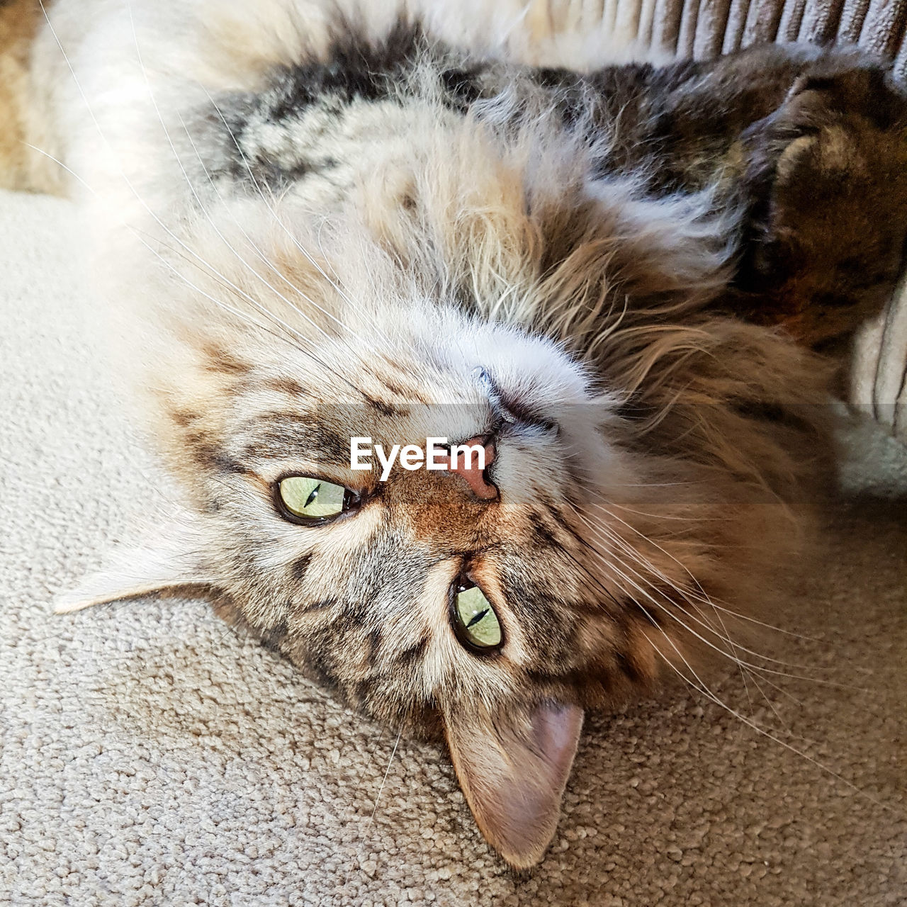 High angle portrait of cat lying at home