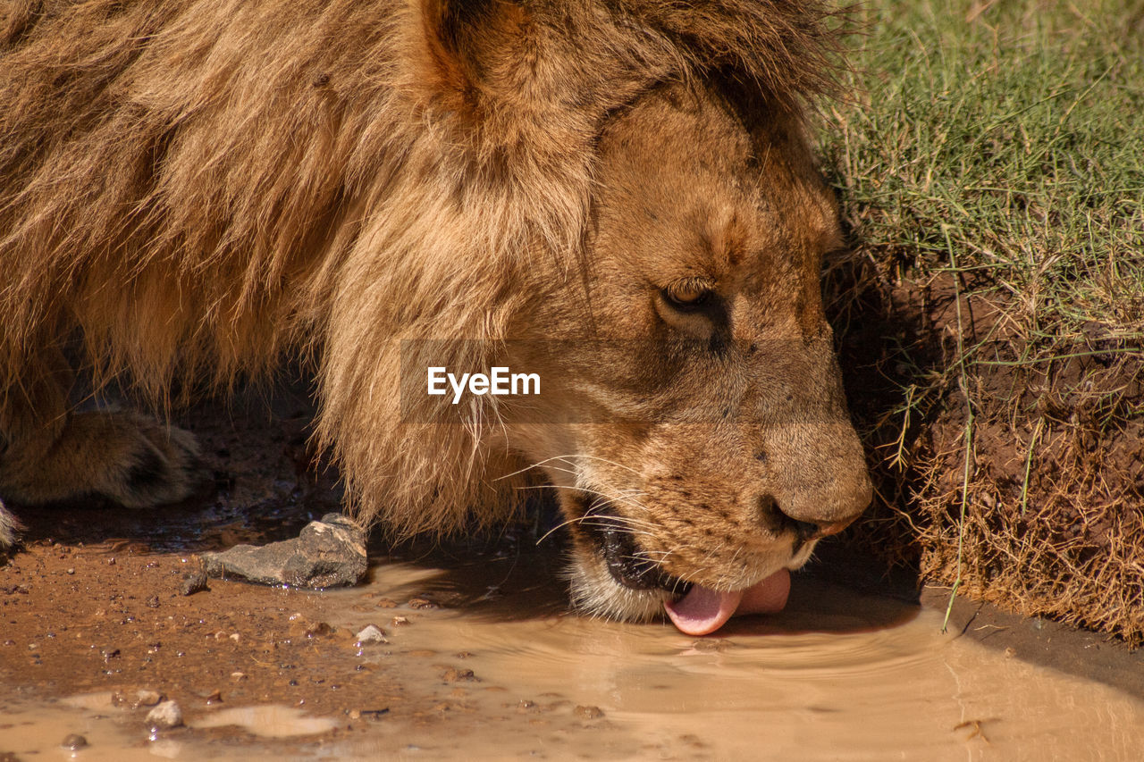 CLOSE-UP OF A CAT DRINKING FROM A HORSE