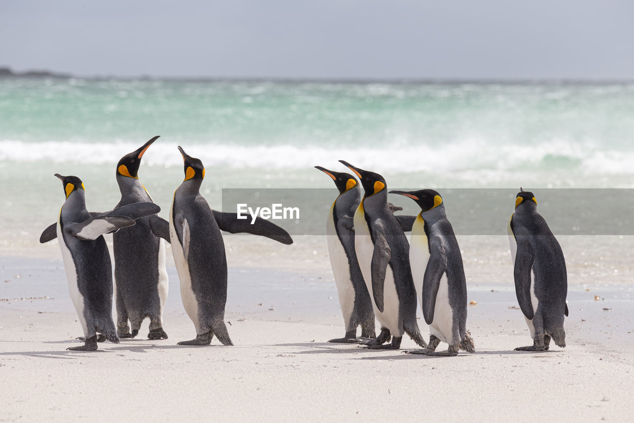 VIEW OF BIRDS ON BEACH AGAINST SEA