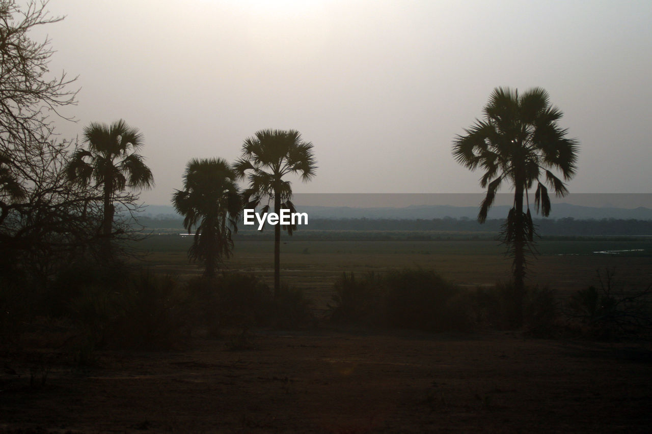 SCENIC VIEW OF PALM TREES ON FIELD AGAINST SKY